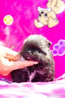 Pomeranian s PP - 1