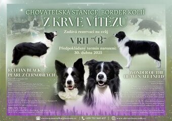 Border kolie s PP