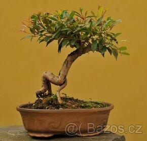 Eugenia myrtifolia -Eugénie - 5O let