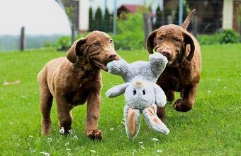 Hnědý retriever (jako hnědý labrador-chesapeake) s PP