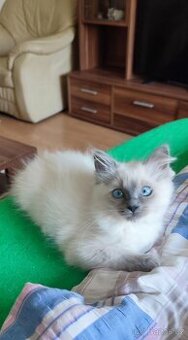 Ragdoll kočička Blue colorpoint - 1