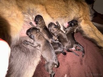 Leonberger