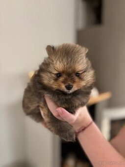 Pomeranian s PP