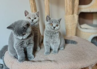 Britská koťátka