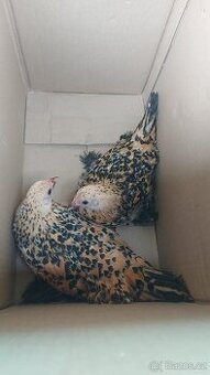 Koupíme slepičky malého vzrůstu