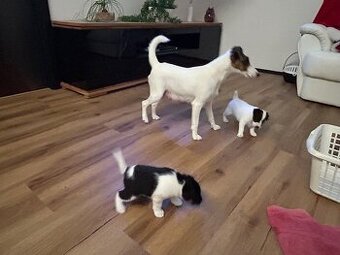 Foxteriér hladkosrstý