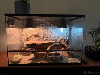 Agama vousatá + terárium