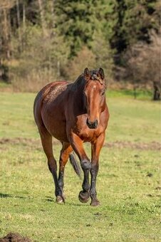 Klisna po Heartbreak ZH