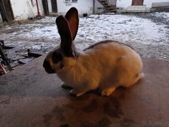 Německý obrovitý strakáč