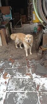 Pejsek Max-Kříženec