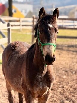 Hřebeček PREx fris