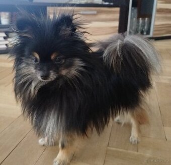 Predám fenku pomeraniana bez PP