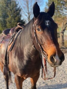 Appaloosa valach s PP, 6 let