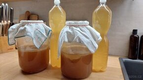 Kombucha – čajová houba – násada - 1