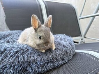 ♥️zakrslý králík- modrá samička již k odběru