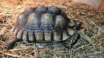 Želva ostruhatá (Geochelone Sulcata) samice 24cm - 1