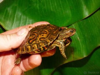 Želva kouzelná (Rhinoclemys pulcherima manni)