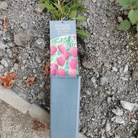 Maliny sladké velkoplodé 255 Kč/sazenice. Prodej v Plzni - 1