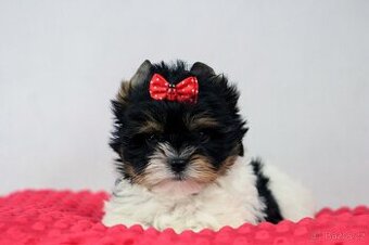 biewer yorkshire terrier s PP IHR