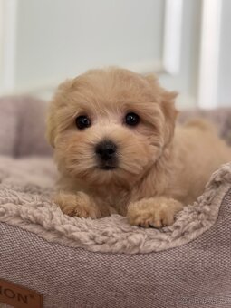 Maltipoo F1 Caramel fenka