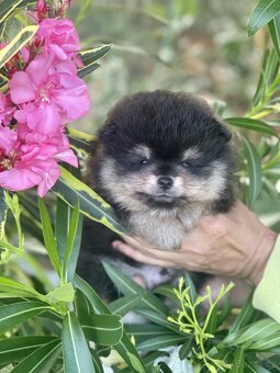 Nádherná štěňátka pomeraniana s PP