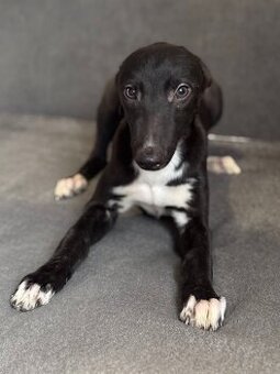 greyhound - 1