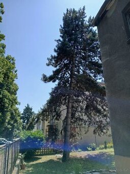 Borovice za odvoz - 1