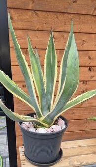 Agave Americana (americká aloe)