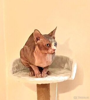 Krytí kanadským sphynxem