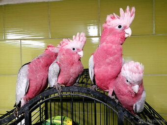 Kakadu růžový - ochočená mláďata