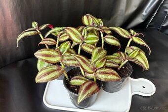 SLEVA Tradescantia zebrina voděnka 3 rostlinky v květináči