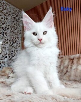 Mainská mývalí koťátka s PP