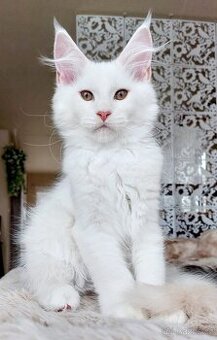 Mainská mývalí koťátka s PP