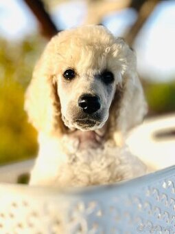 Pudl velký královský s PP