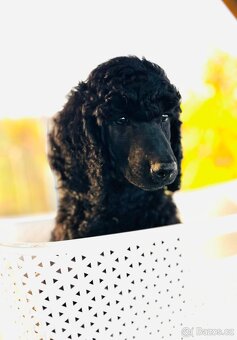 Pudl velký královský s PP