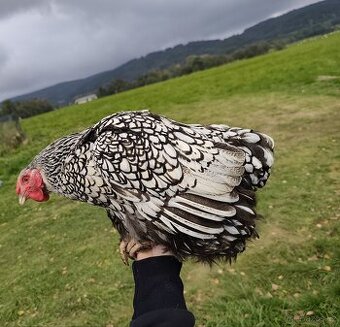 Wyandotka velka stříbrná