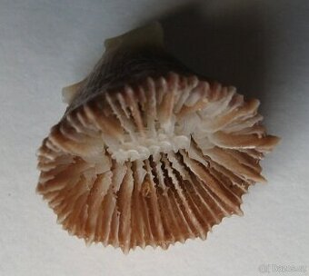 Bathycyathus chilensis