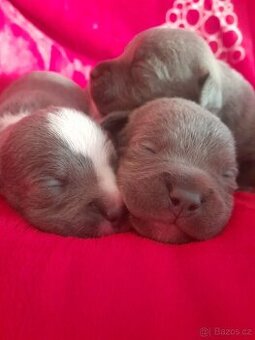 Štěňátka Stafordšírský bulteriér