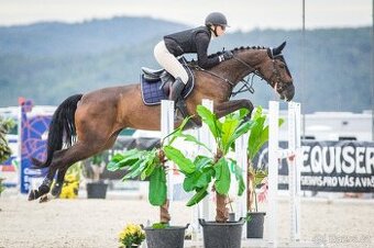 12letá klisna po Drosselklang II