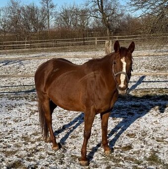 Prodám březí klisnu - rodinný typ