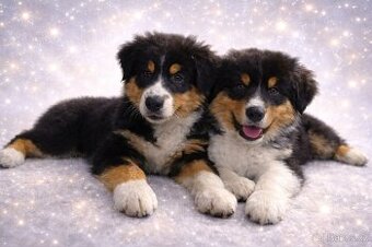 Australský ovčák s PP - volní pejsci - odběr možný ihned