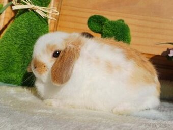 volná samička - zakrslý beránek minilop