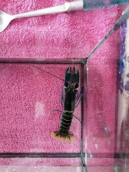 Rak floridský modrý, Blue Moon