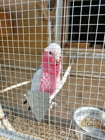 Prodam papouška Kakadu Růžový