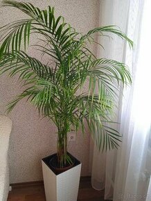 Pokojové rostliny -palmy