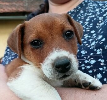 Jack russell terier krásný pejsek