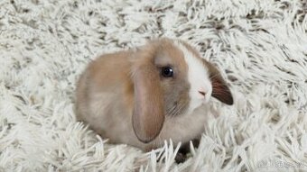 Zakrslý beránek, králíček, králík - TARA