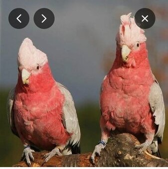 Koupím letošní pár kakadu rúžový.