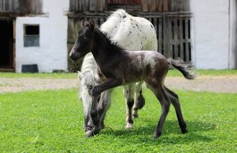 LUXUSNÍ minihorse hřebeček