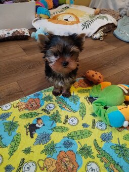 Yorkshire terrier, Jorkšírský teriér PP FCI